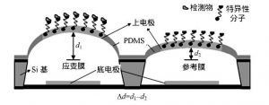 薄膜電容原理分析及結構參數式表面應力生物傳感器設計與優化 薄膜電容原理分析及結構參數式表面應力生物傳感器設計與優化